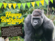 verjaardagskaart laaglandgorilla