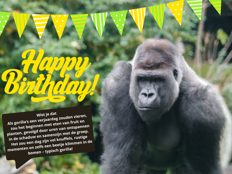 verjaardagskaart laaglandgorilla