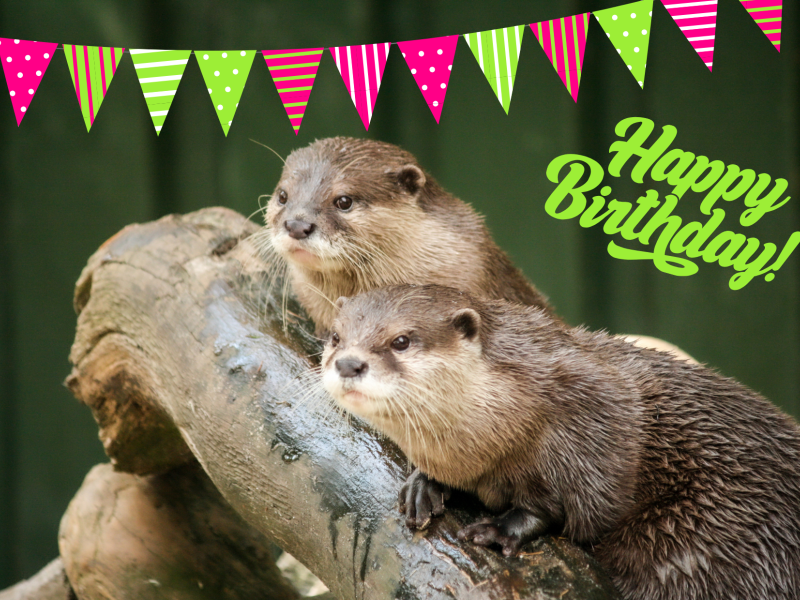verjaardagskaart otters