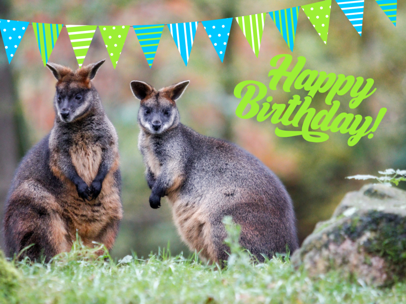 verjaardagskaart wallaby