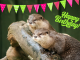 verjaardagskaart otters